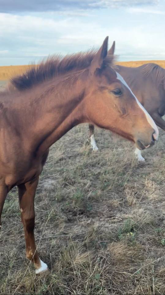 Veulen (ml) Selle Français Te koop 2023 Koffie vos ,  Jilbert van't ruytershof