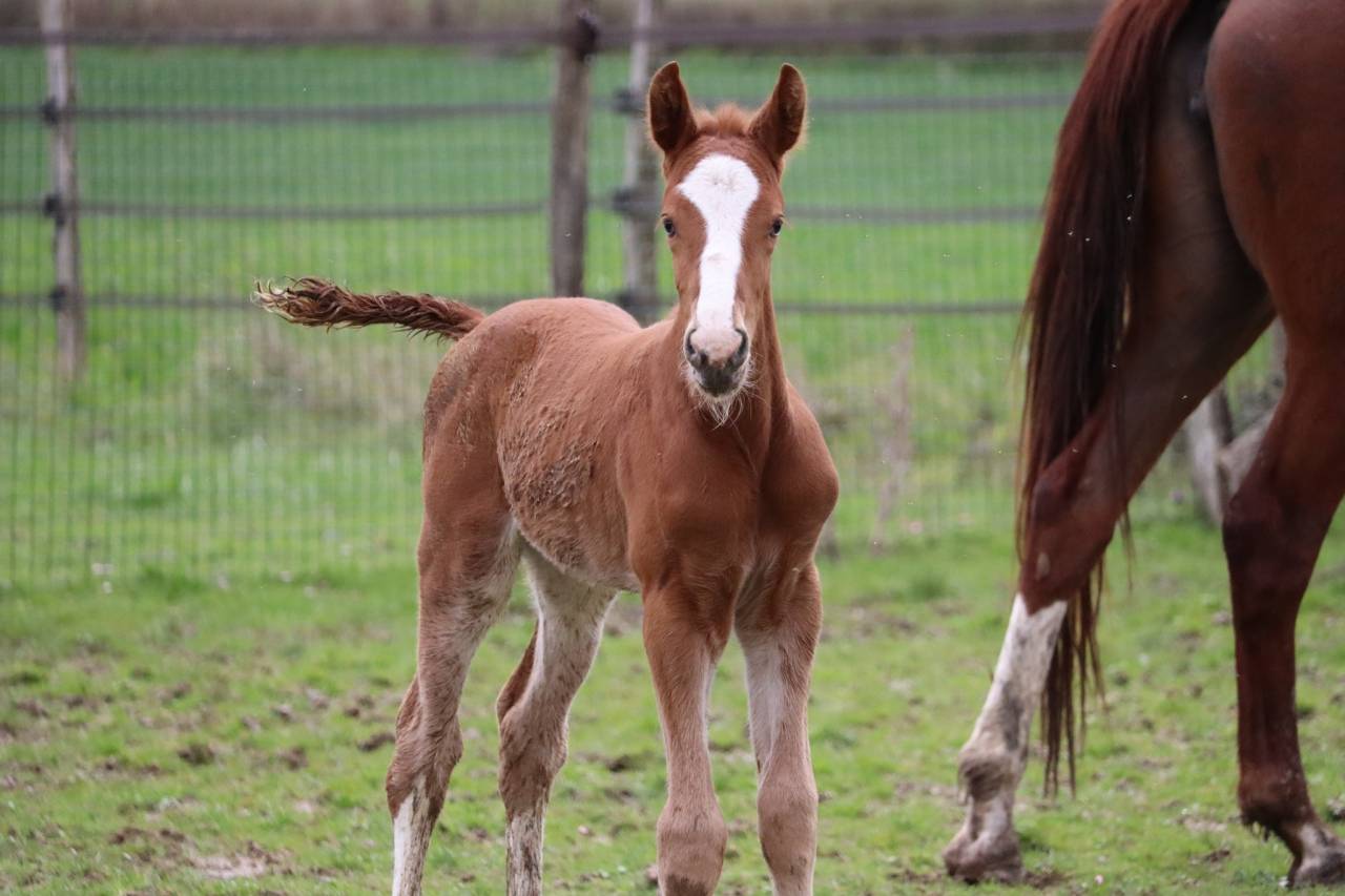 Veulen (ml) Selle Français Te koop 2023 Koffie vos ,  Jilbert van't ruytershof