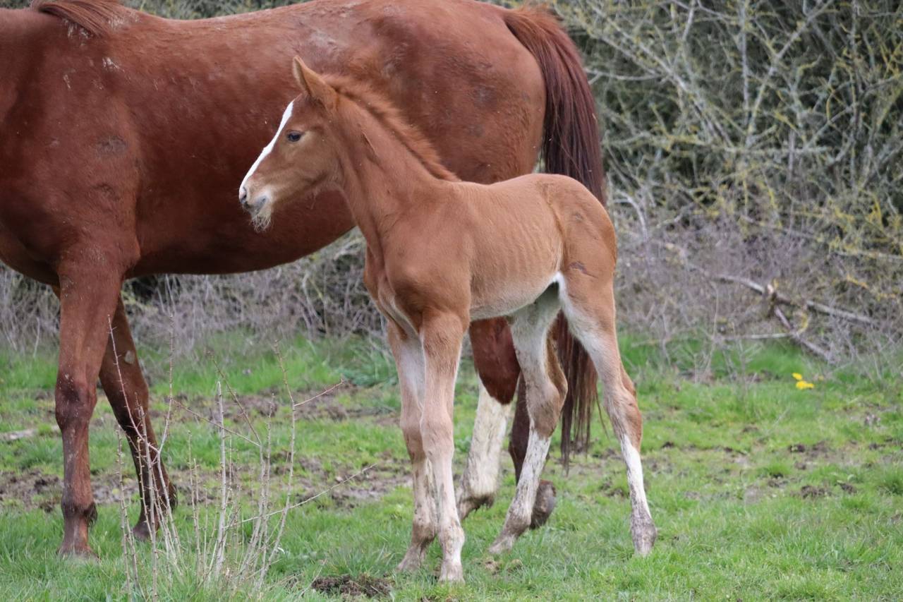 Veulen (ml) Selle Français Te koop 2023 Koffie vos ,  Jilbert van't ruytershof