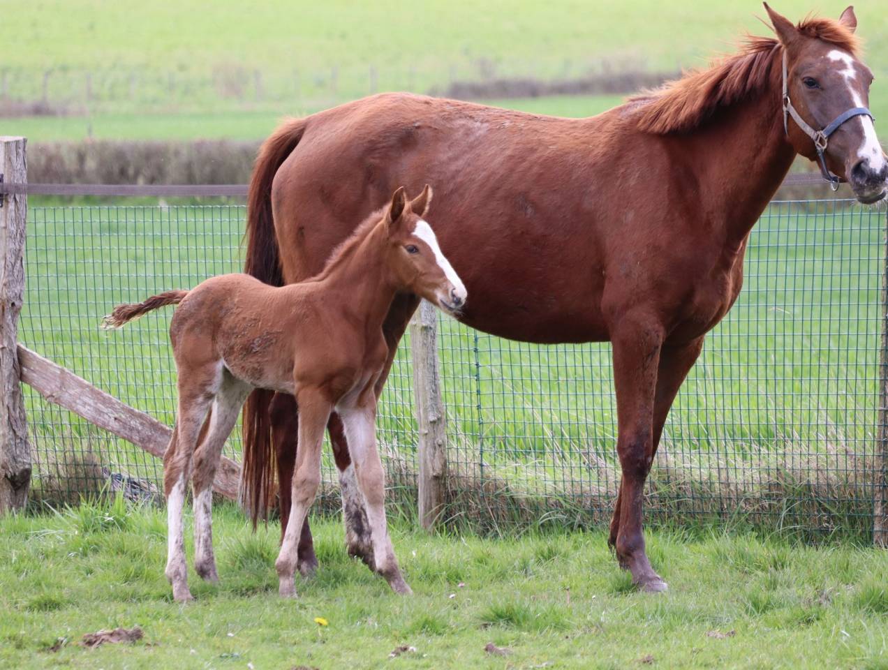 Veulen (ml) Selle Français Te koop 2023 Koffie vos ,  Jilbert van't ruytershof