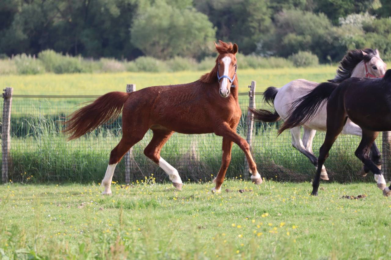 Veulen (ml) Selle Français Te koop 2023 Koffie vos ,  Jilbert van't ruytershof