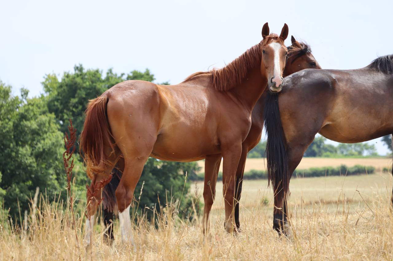 Veulen (ml) Selle Français Te koop 2023 Koffie vos ,  Jilbert van't ruytershof