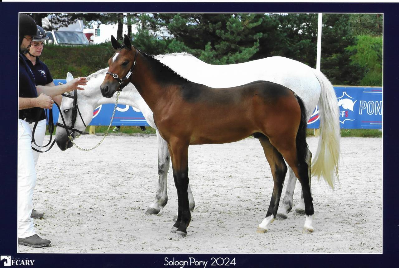 Veulen (ml) Franse rijpony PFS Te koop 2023 Donker bruin / bai ,  Montbazillac du Lin