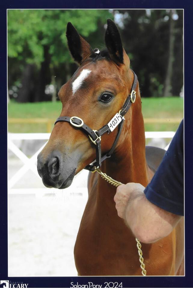 Veulen (ml) Franse rijpony PFS Te koop 2023 Donker bruin / bai ,  Montbazillac du Lin