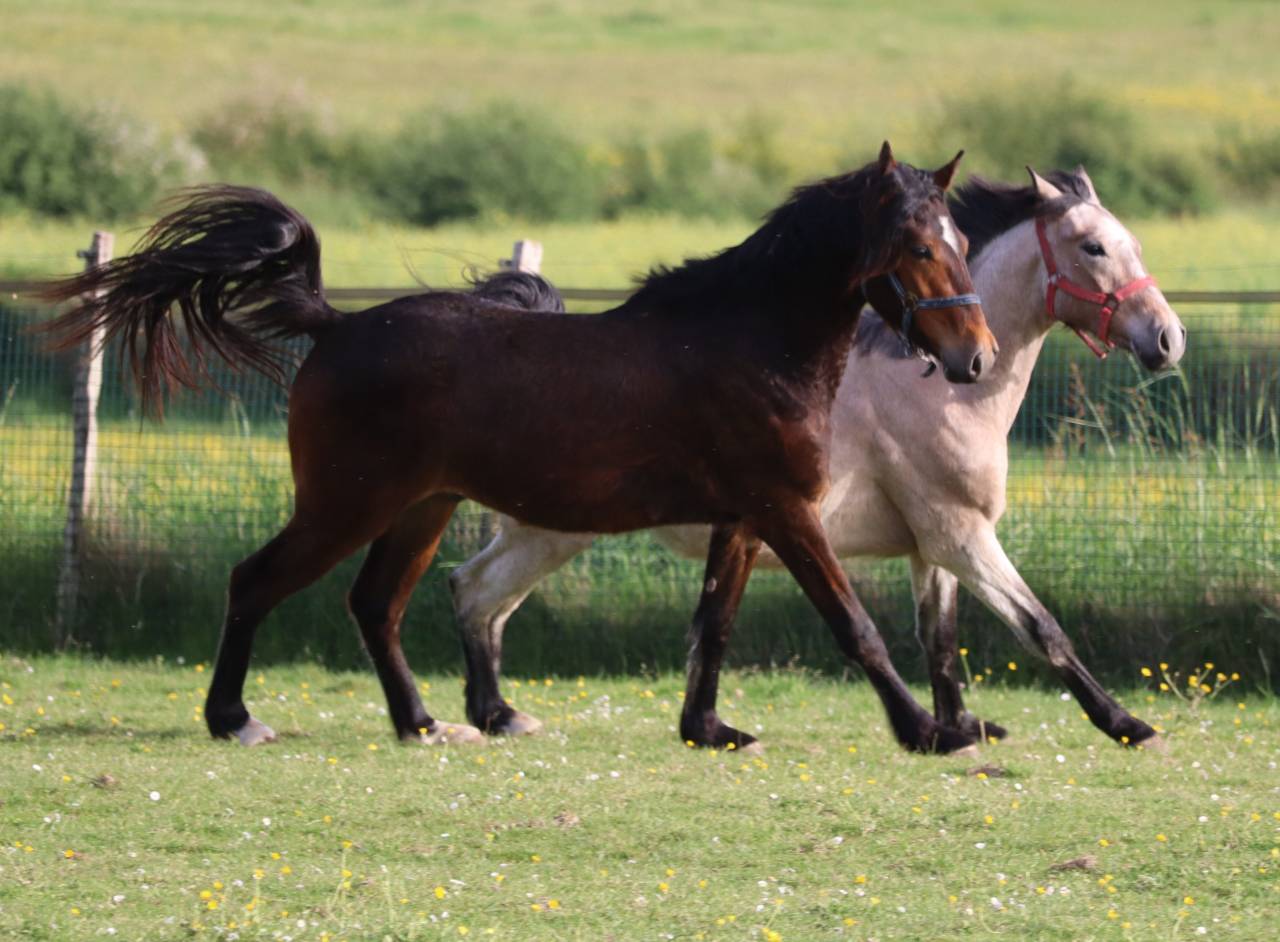 Veulen (ml) Franse rijpony PFS Te koop 2023 Donker bruin / bai ,  Montbazillac du Lin