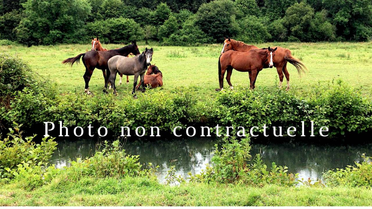 Hippisch vastgoed Koop 