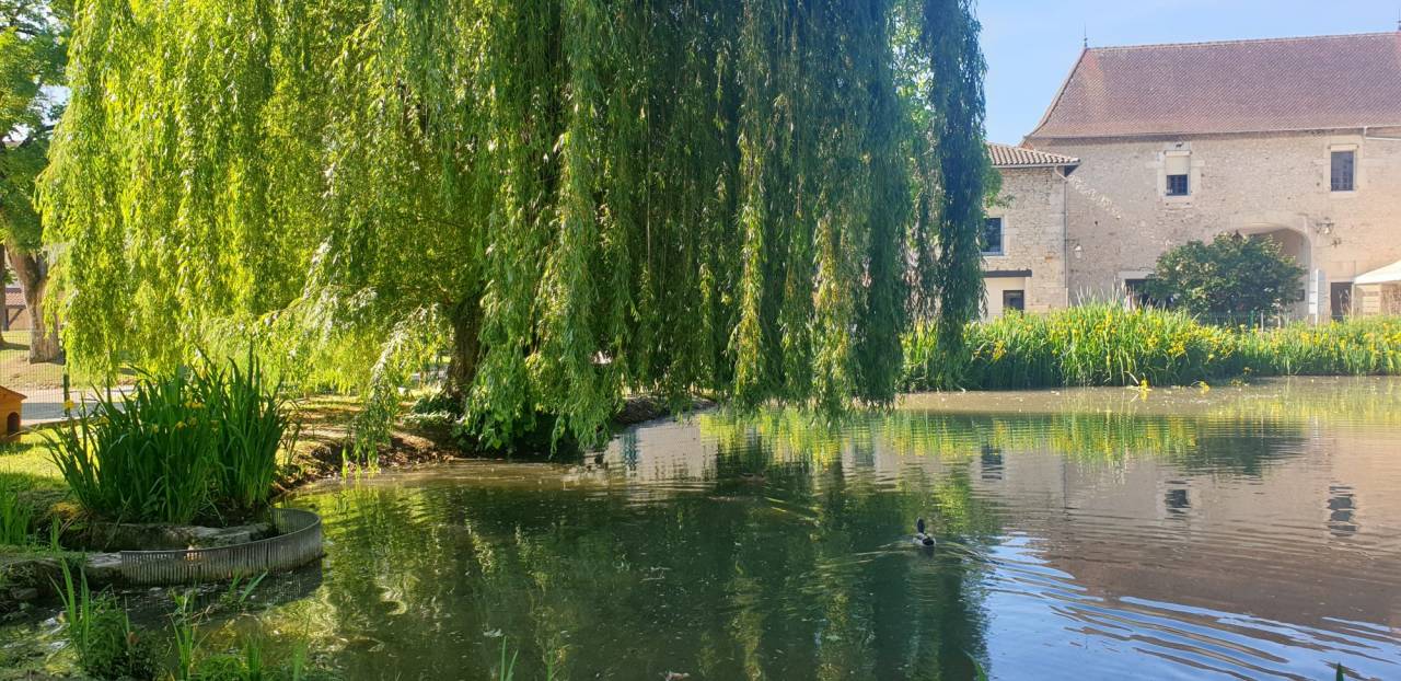 Hippisch vastgoed Koop 