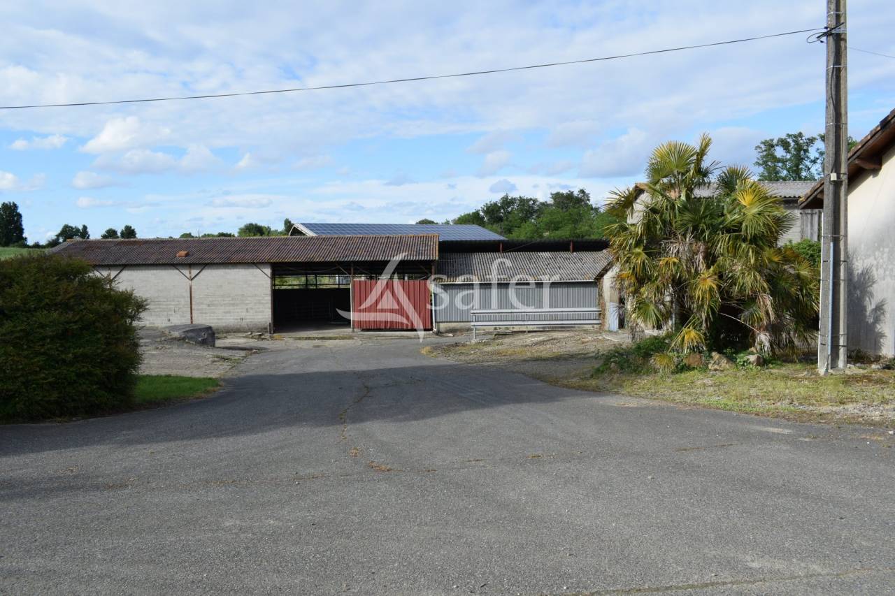 Schapen exploitatie Koop Landes