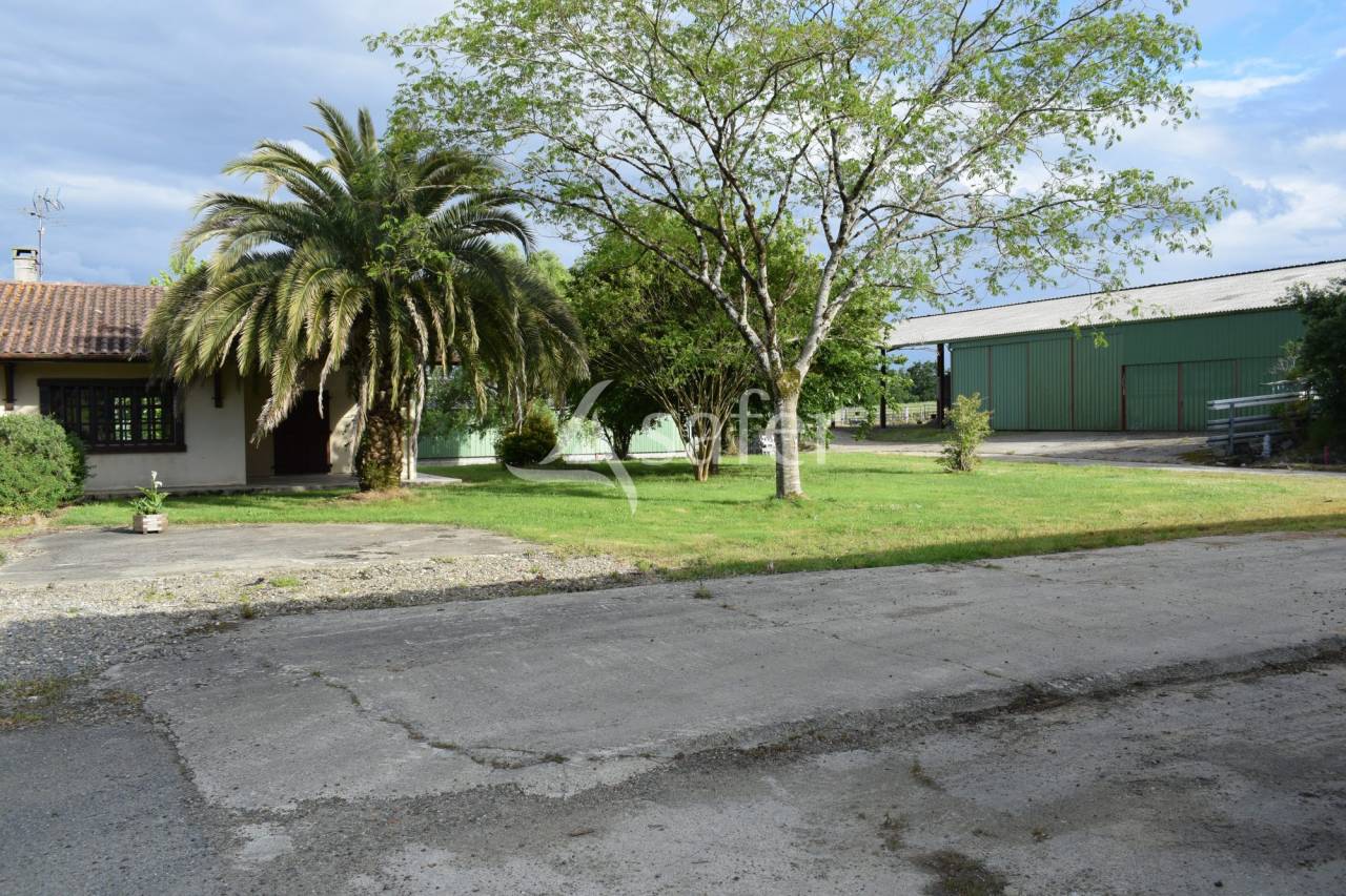 Schapen exploitatie Koop Landes