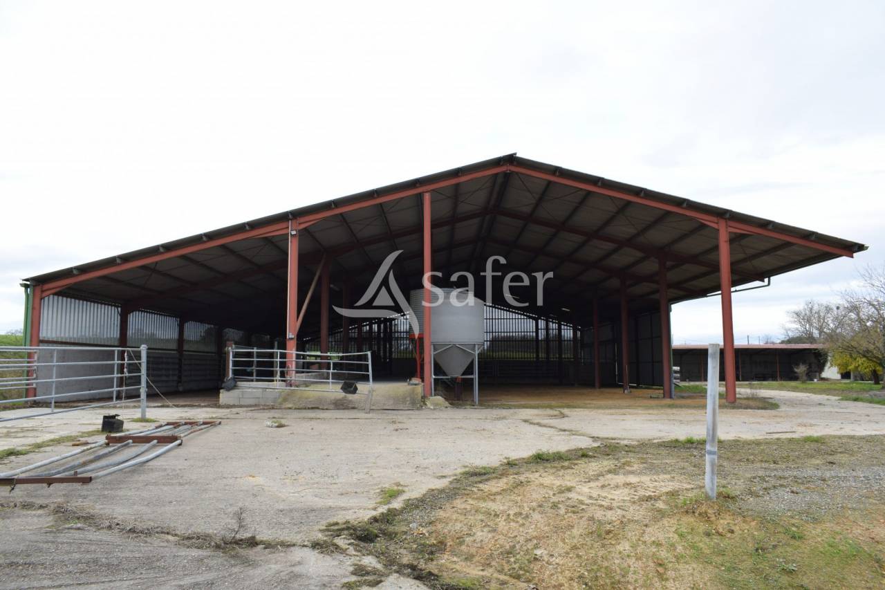 Schapen exploitatie Koop Landes