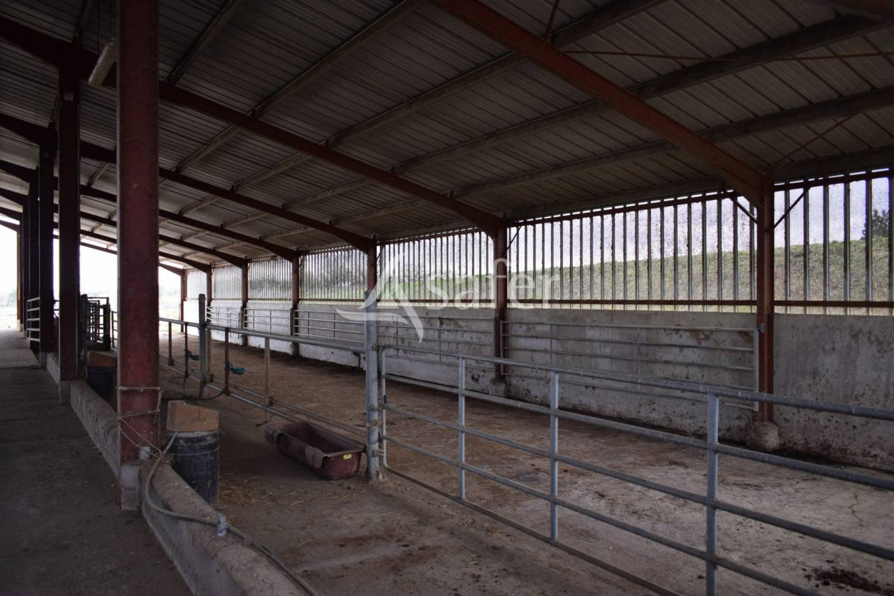 Schapen exploitatie Koop Landes