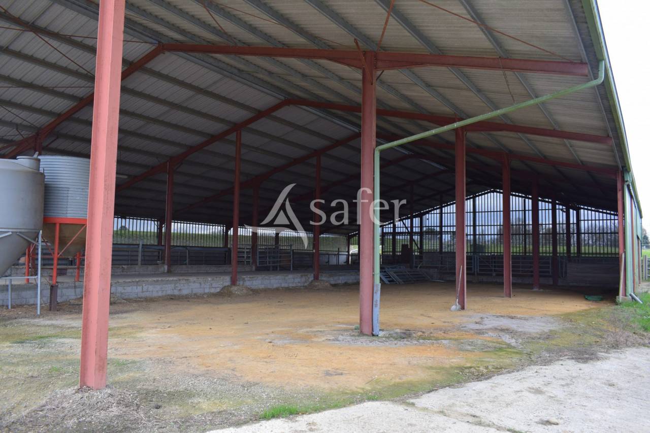 Schapen exploitatie Koop Landes