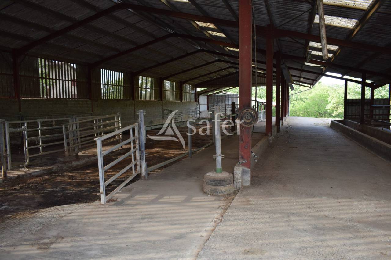 Schapen exploitatie Koop Landes