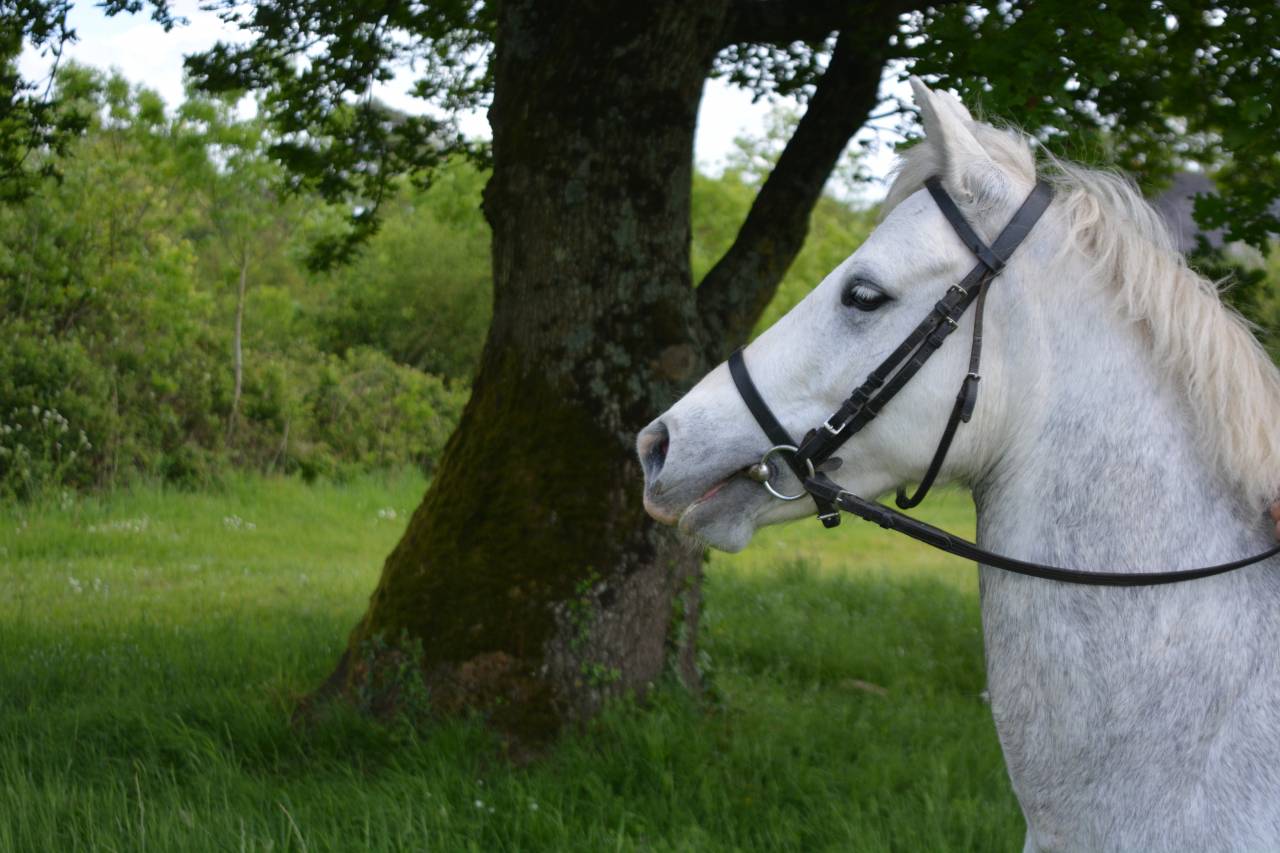 Merrie Connemara Te koop 2017 Schimmel ,  HIDEFIX DU VILLON