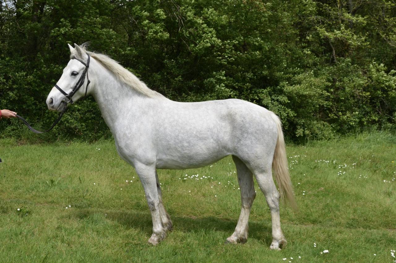 Merrie Connemara Te koop 2017 Schimmel ,  HIDEFIX DU VILLON