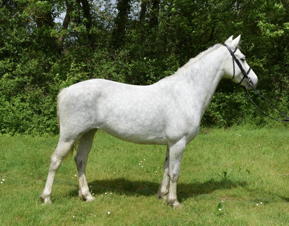 Merrie Connemara Te koop 2017 Schimmel ,  HIDEFIX DU VILLON