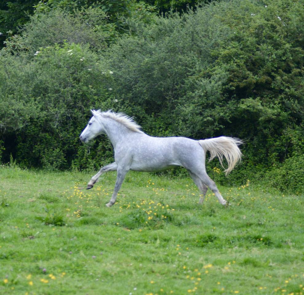 Merrie Connemara Te koop 2017 Schimmel ,  HIDEFIX DU VILLON
