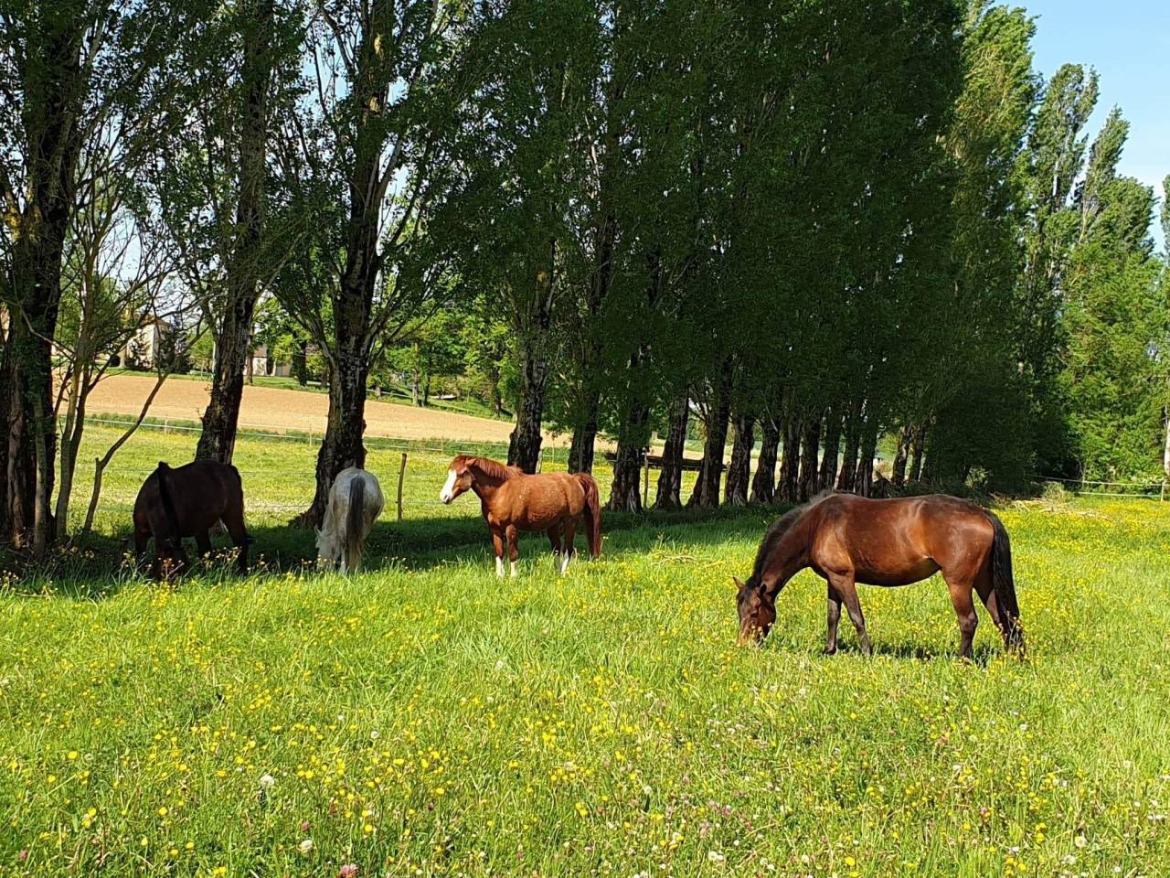 Ruiterclub Koop Lot-et-Garonne