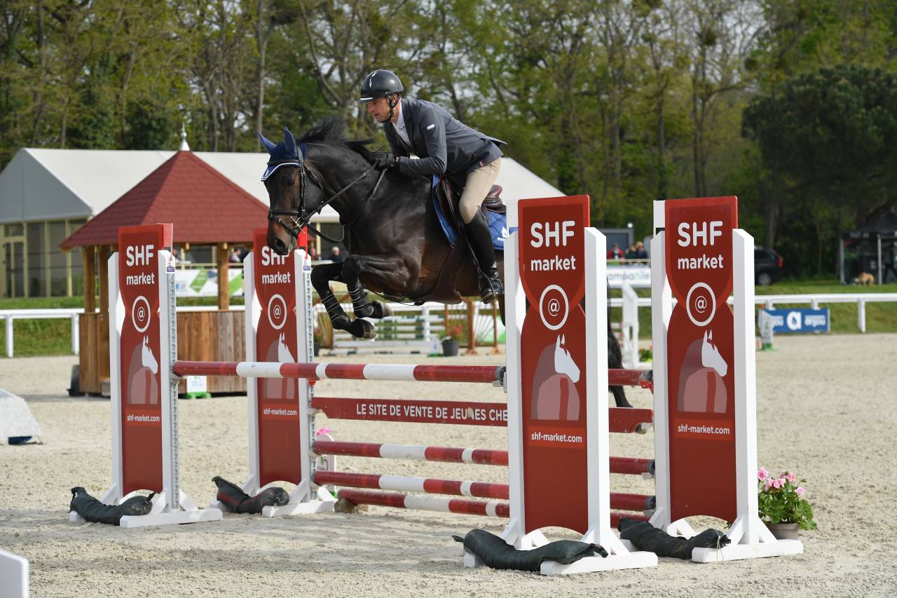 Jaguar d'hebene  - Selle Français 2019 ,  montender