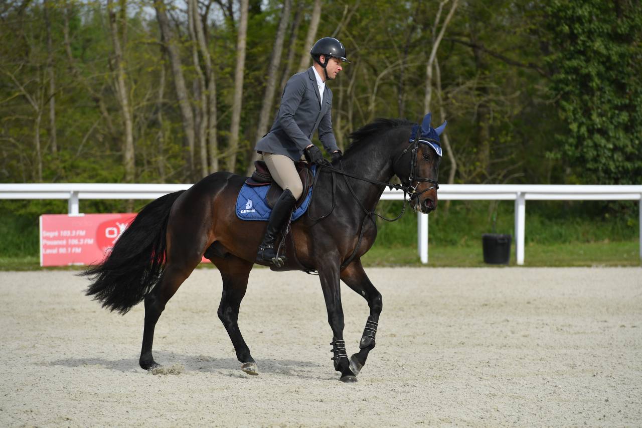 Jaguar d'hebene  - Selle Français 2019 ,  montender