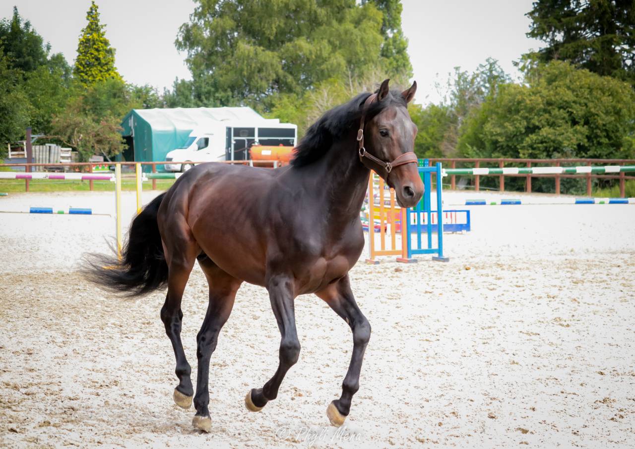 Jaguar d'hebene  - Selle Français 2019 ,  montender