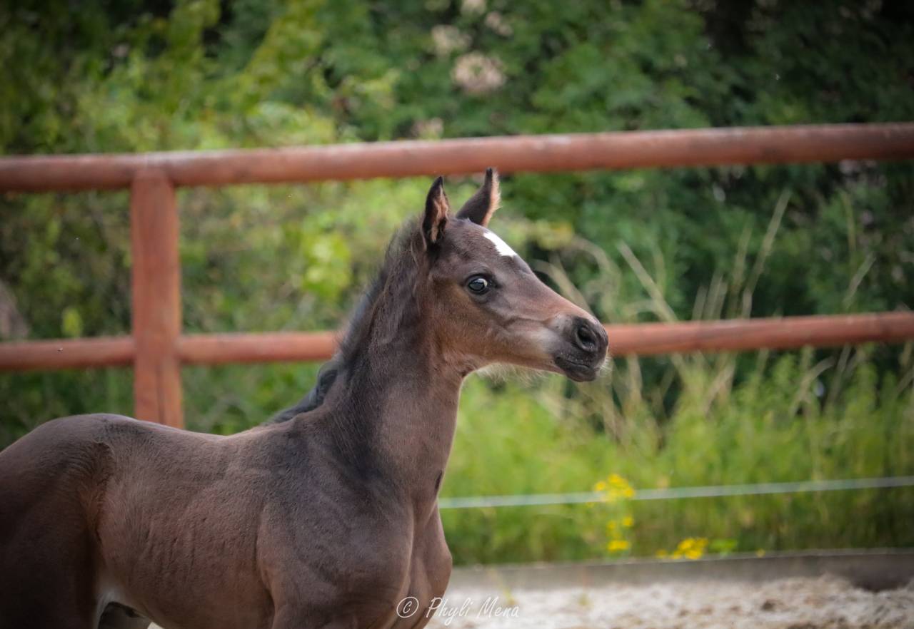 Jaguar d'hebene  - Selle Français 2019 ,  montender