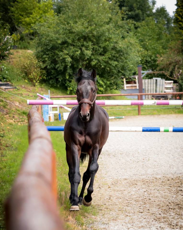 Jaguar d'hebene  - Selle Français 2019 ,  montender