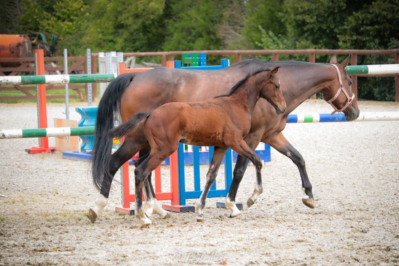 Jaguar d'hebene  - Selle Français 2019 ,  montender