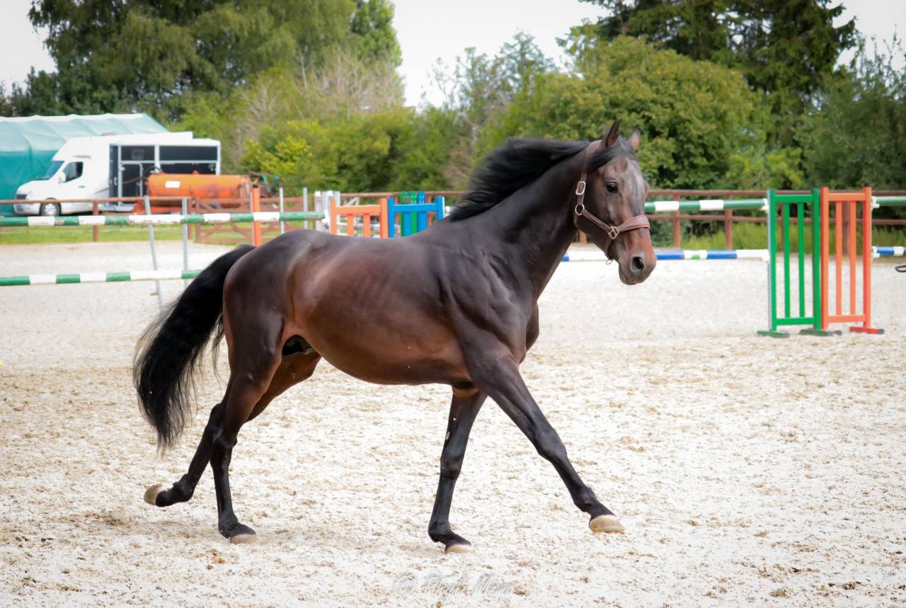 Jaguar d'hebene  - Selle Français 2019 ,  montender