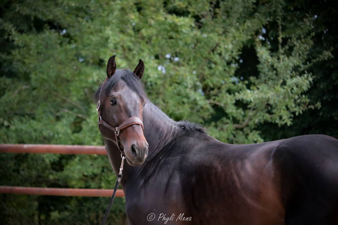 Jaguar d'hebene  - Selle Français 2019 ,  montender