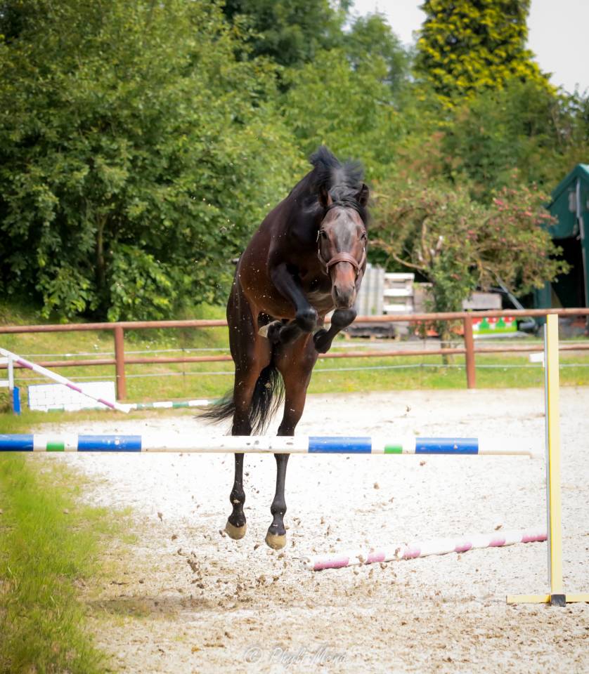 Jaguar d'hebene  - Selle Français 2019 ,  montender