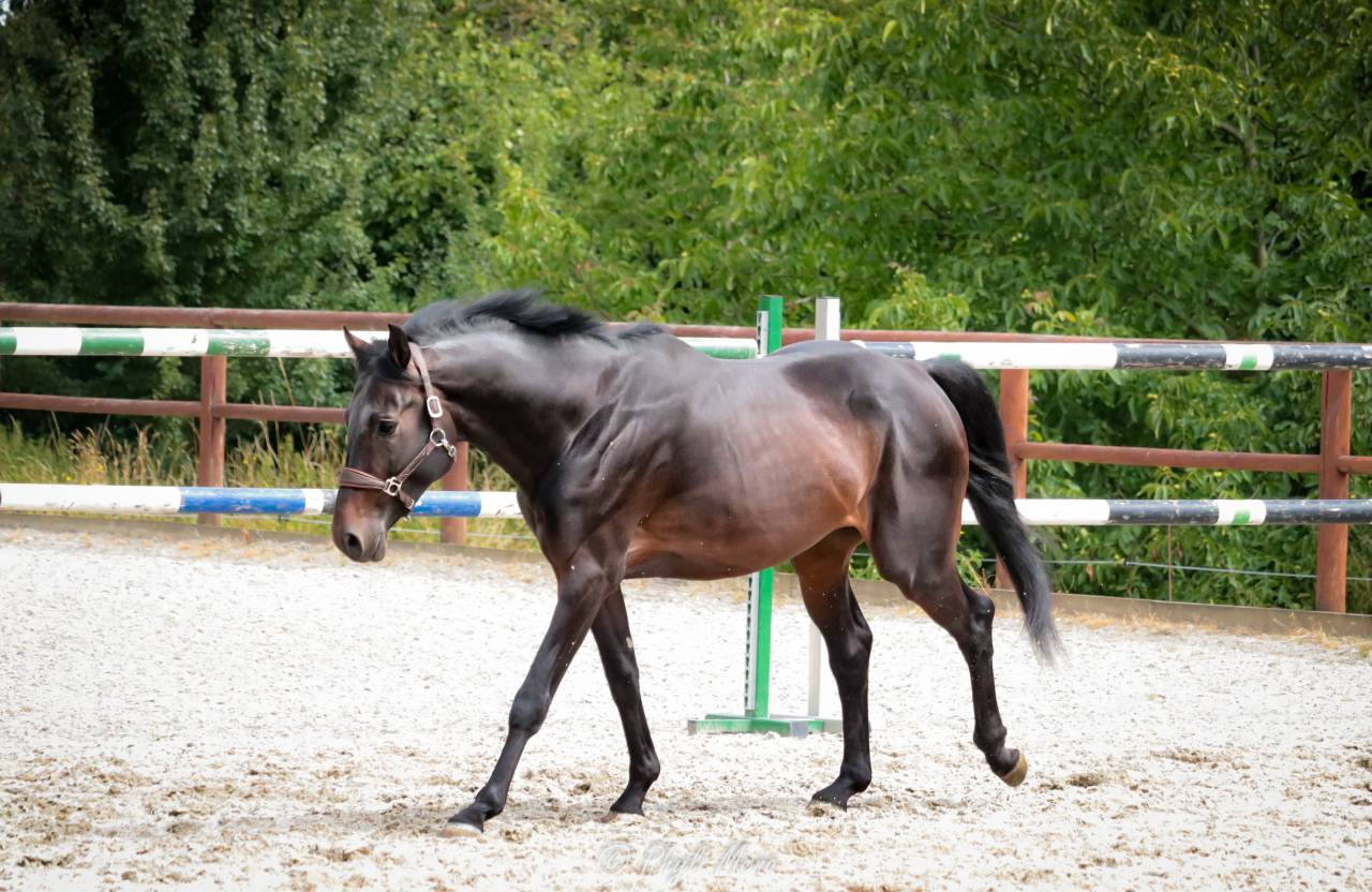 Jaguar d'hebene  - Selle Français 2019 ,  montender