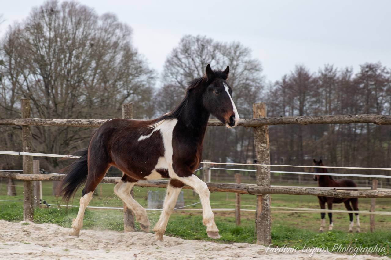 Veulen (ml) Fries Te koop 2022 Overige kleuren ,  CHARISMATIC