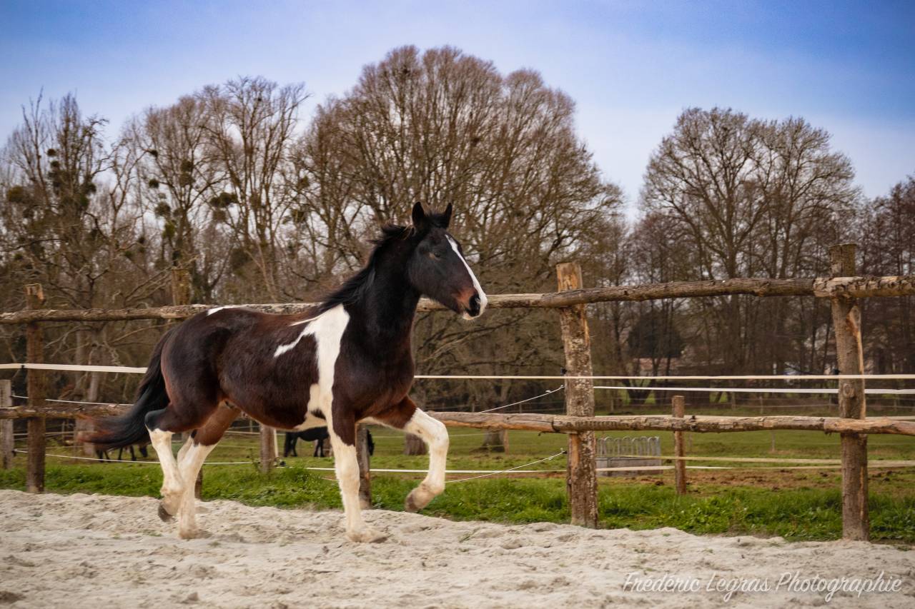 Veulen (ml) Fries Te koop 2022 Overige kleuren ,  CHARISMATIC