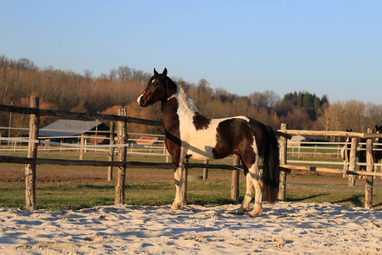 Hengst Fries Te koop 2021 Overige kleuren ,  CHARISMATIC
