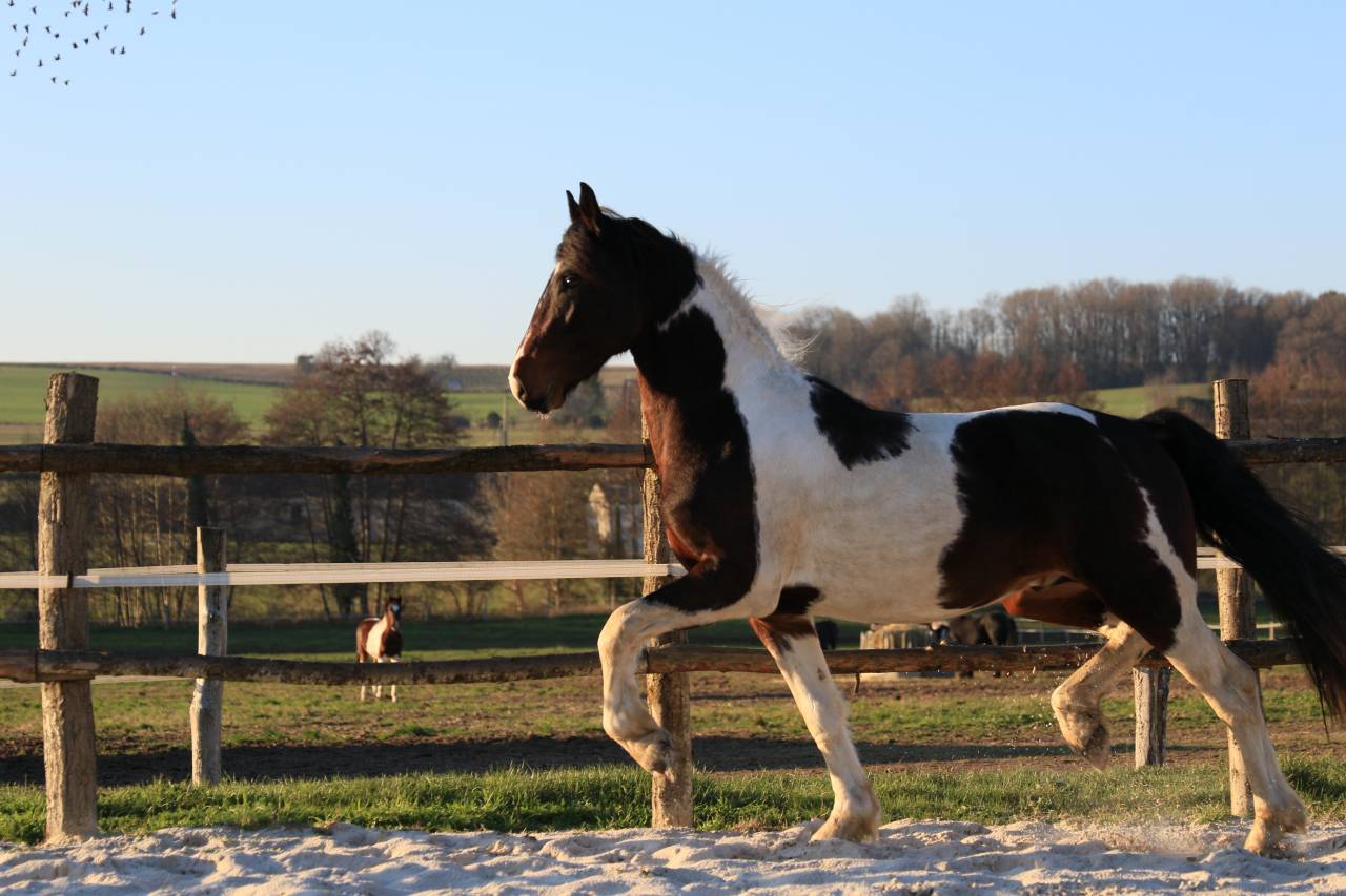 Hengst Fries Te koop 2021 Overige kleuren ,  CHARISMATIC