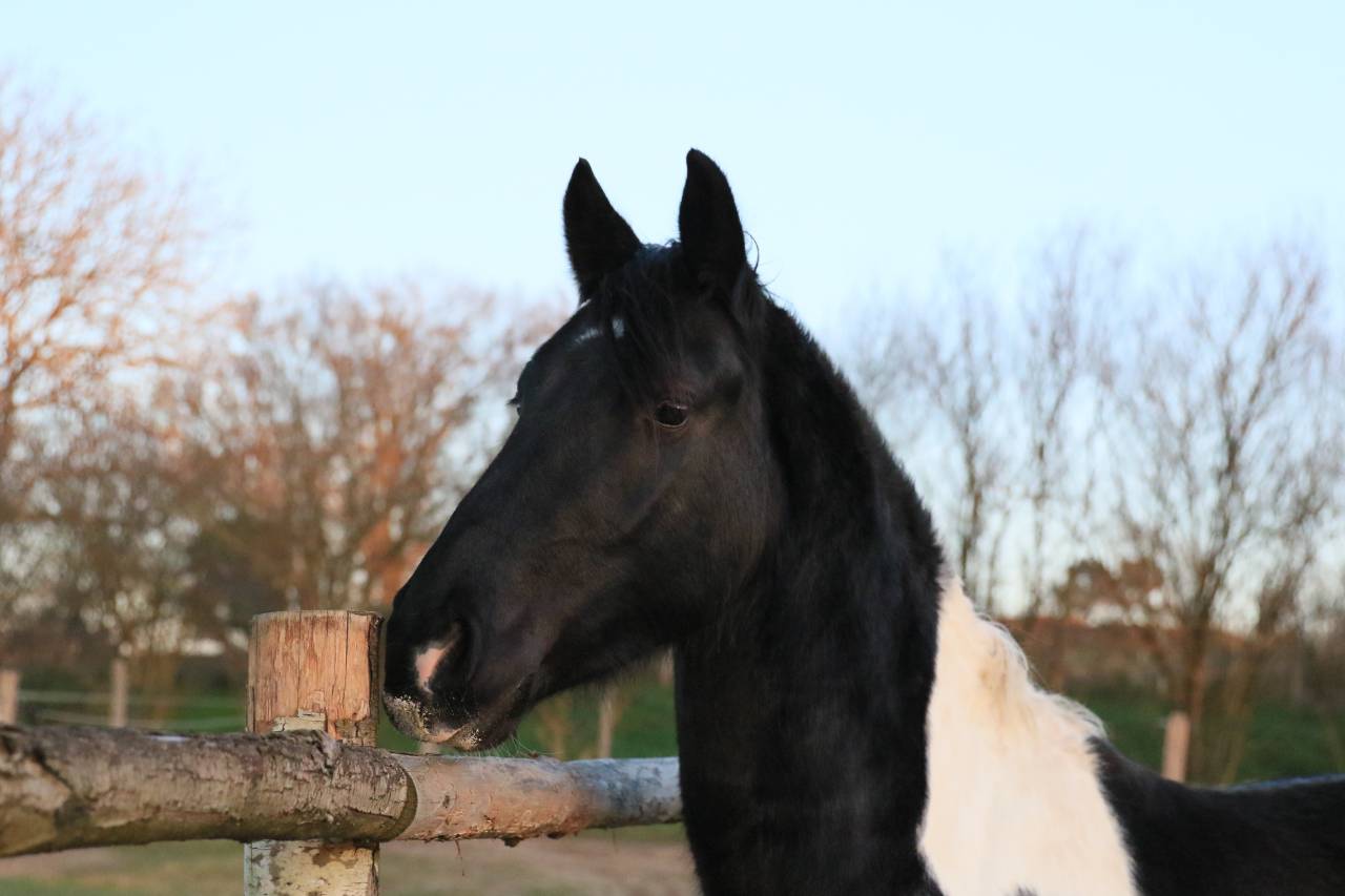 Hengst Fries Te koop 2020 Overige kleuren ,  CHARISMATIC