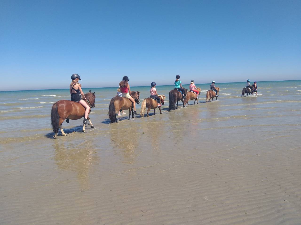 Hippisch vastgoed Koop Manche