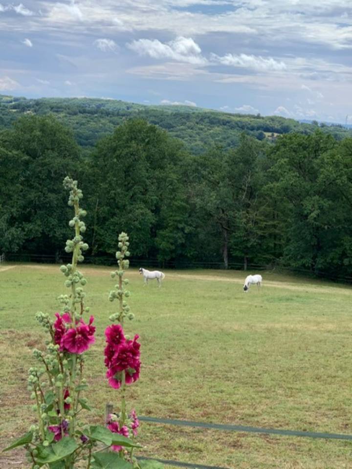 Mooi hippisch vastgoed Koop Lot