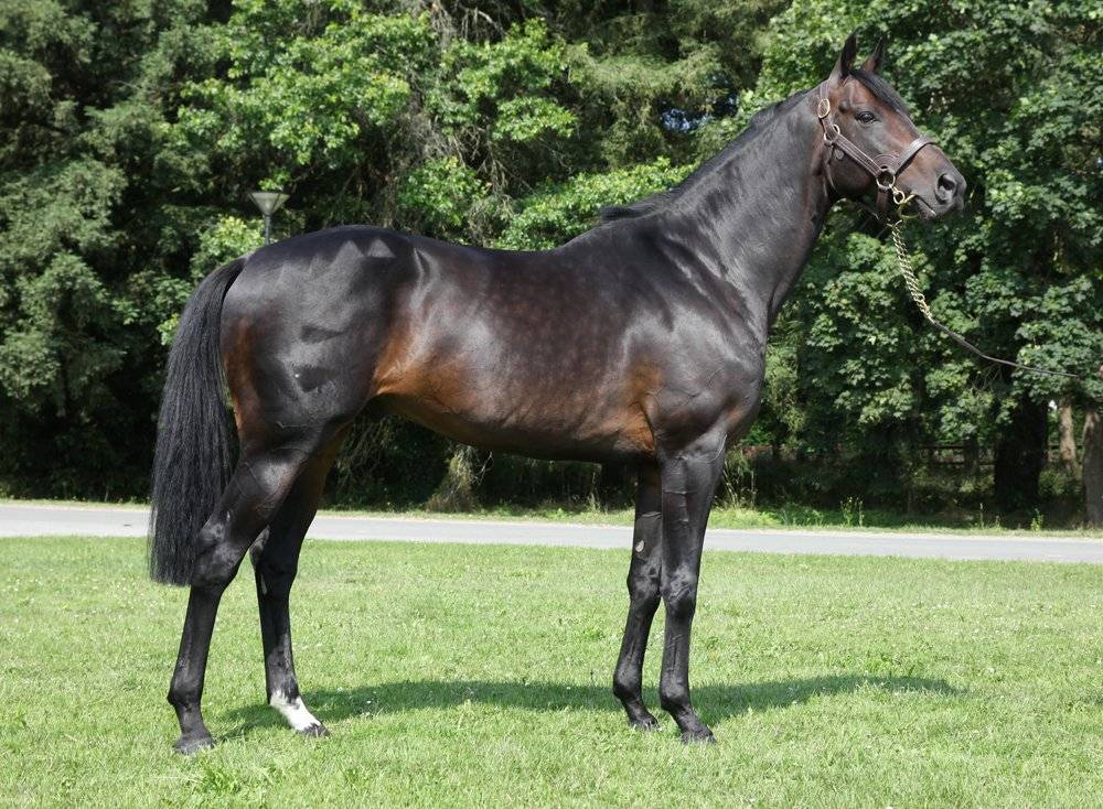 Voiladenuo  - Autre Que Pur-Sang (Geen volbloed) 2009 ,  network