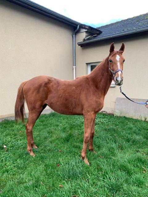 Ruin Selle Français Te koop 2021 Vos ,  ROY DE LA VALLEE