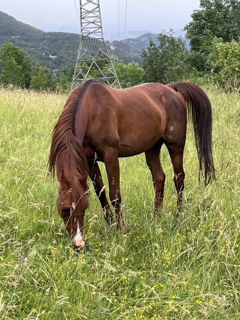 DH OMAHA JUSTYNN - Arabier 2007 ,  Wh Justice(us)