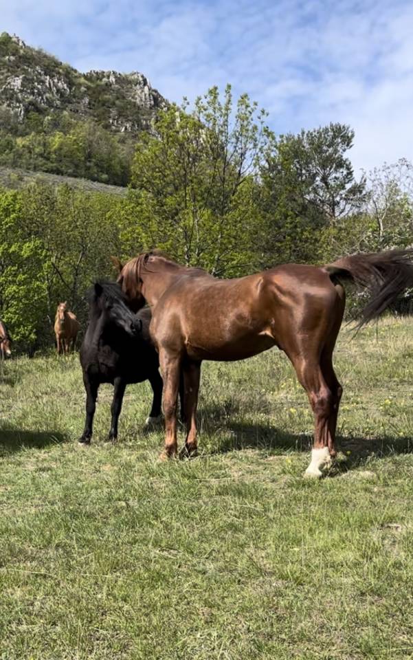 DH OMAHA JUSTYNN - Arabier 2007 ,  Wh Justice(us)