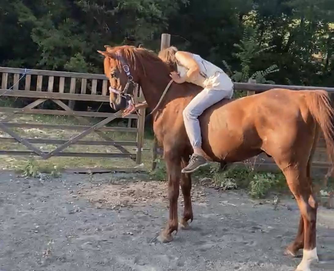 DH OMAHA JUSTYNN - Arabier 2007 ,  Wh Justice(us)