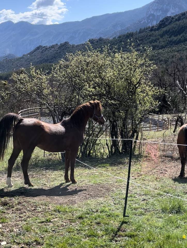 DH OMAHA JUSTYNN - Arabier 2007 ,  Wh Justice(us)