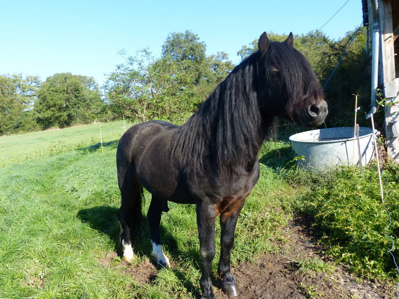BLUEBERRY HILL SQUARE - Dartmoor 2011 ,  SHERBERTON BAILEYS (GB) DA