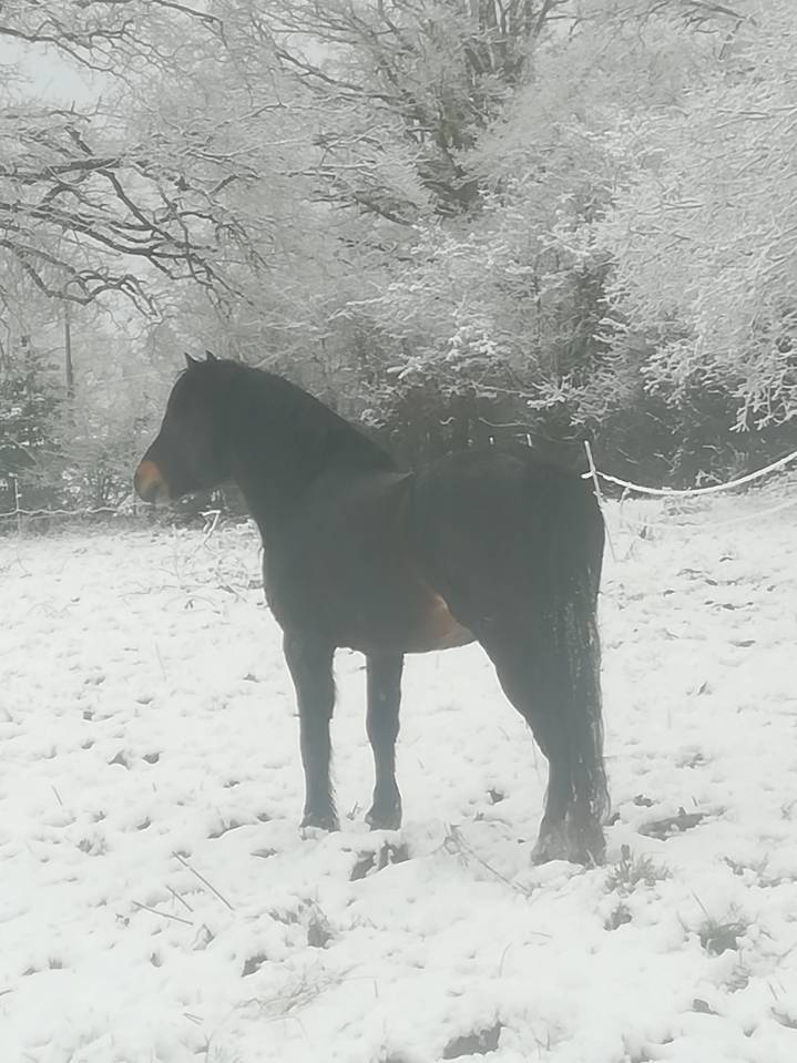 BLUEBERRY HILL SQUARE - Dartmoor 2011 ,  SHERBERTON BAILEYS (GB) DA