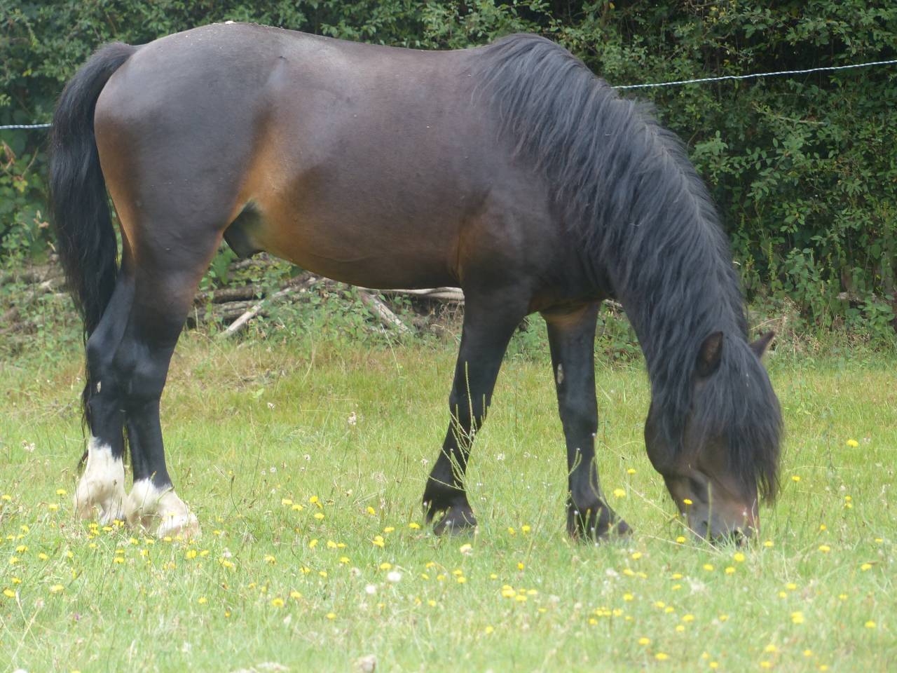 BLUEBERRY HILL SQUARE - Dartmoor 2011 ,  SHERBERTON BAILEYS (GB) DA