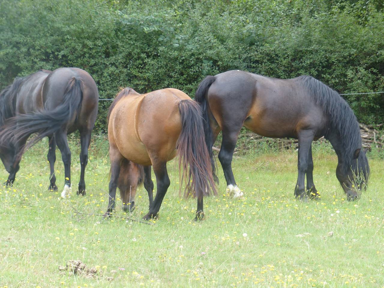 BLUEBERRY HILL SQUARE - Dartmoor 2011 ,  SHERBERTON BAILEYS (GB) DA
