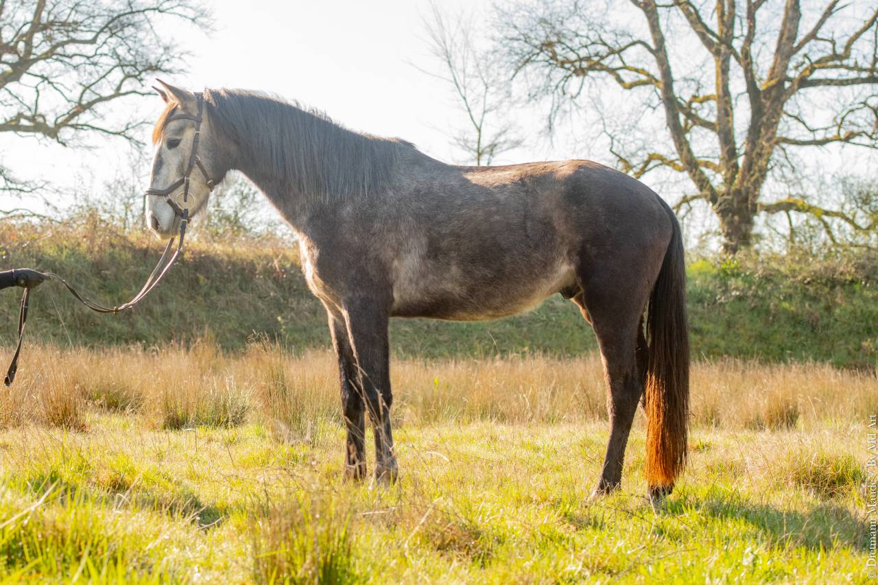 Veulen (ml) Lusitano Te koop 2022 Schimmel ,  QUIEFE HP